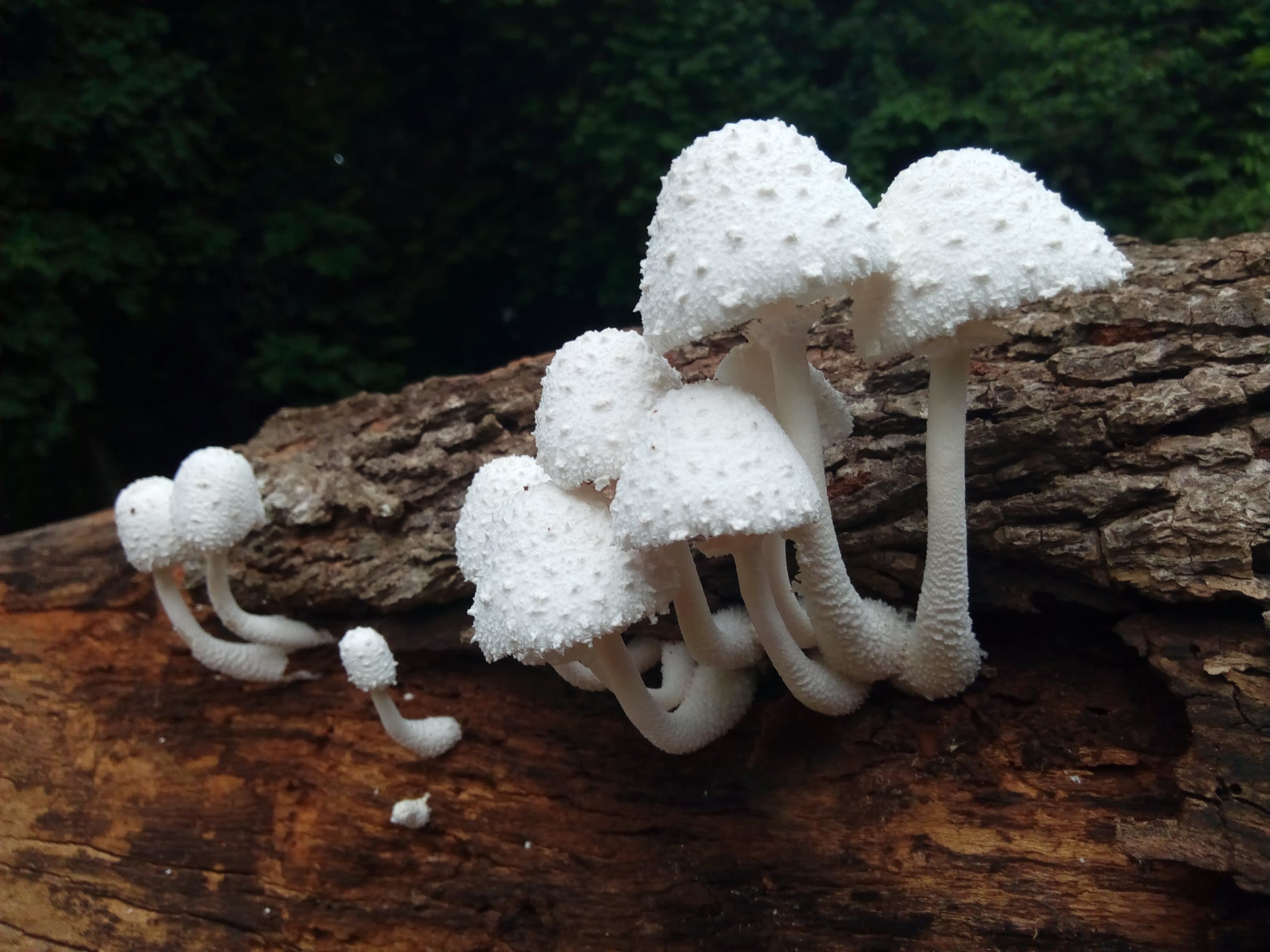Champignons blancs sur un tronc dans la forêt sacrée de Kpassè